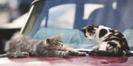 8 Ways to Keep Cats off Cars