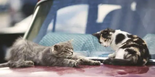 2 cats on the hood of a car