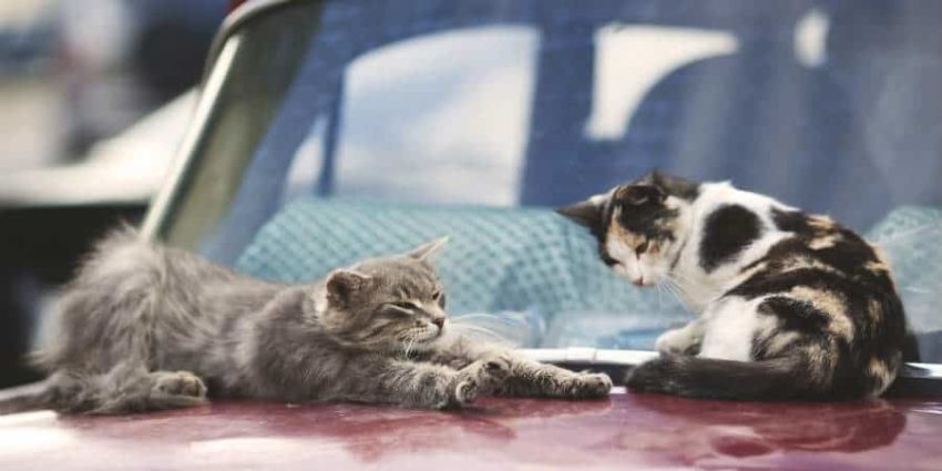 8 Ways To Keep Cats Off Cars Cat Checkup