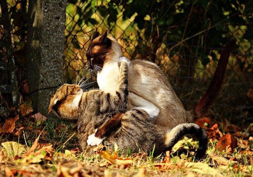 2 cats play-biting each other