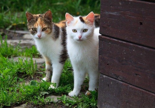 Lovers: 2 cats rubbing against each other