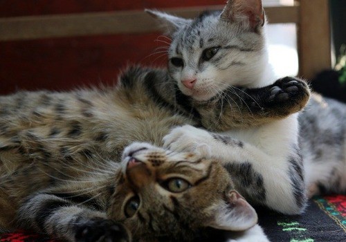 2 cute cats play-hugging - one cat is playing it cool