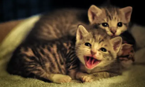 2 cute kittens laying and meowing together