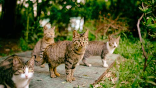 4 chats regardant dans notre direction