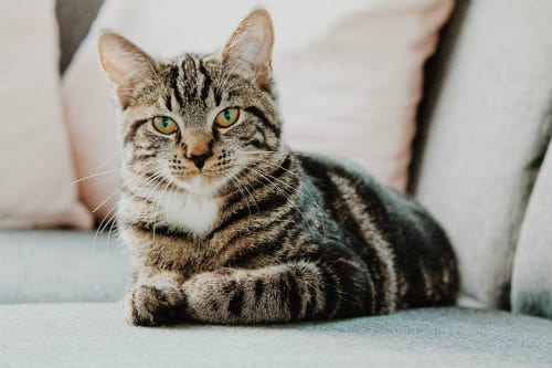 A Shot at Prevention: What Vaccines Do Indoor Cats Need?