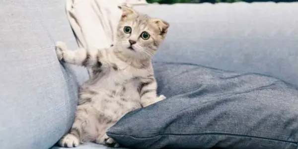 Adorable cat on a sofa