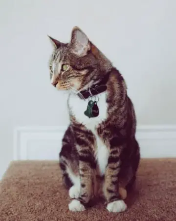 Urination Tribulations: How to Stop Cats From Peeing on Carpet