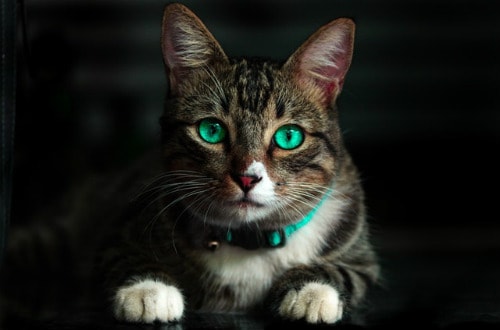 Adorable cat with green eyes and green collar