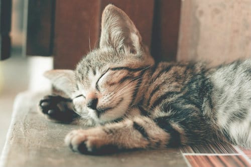 Adorable kitten is sleeping