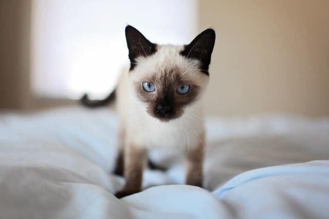 Adorable kitten on a white bed