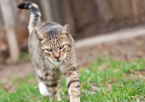 Adult cat can jump sideways