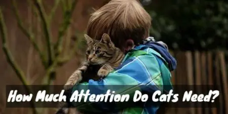 How Much Attention Do Cats Need? (Decoding Meows)