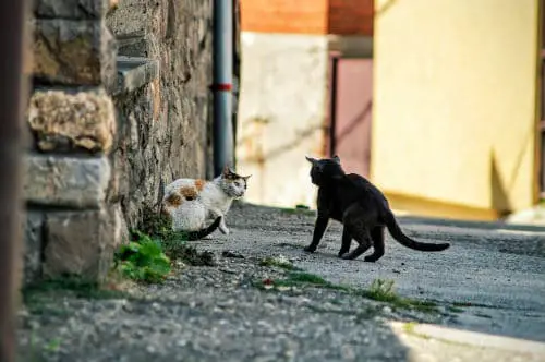 2 alley cats fighting for 