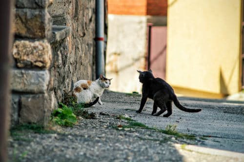 2 alley cats fighting for 