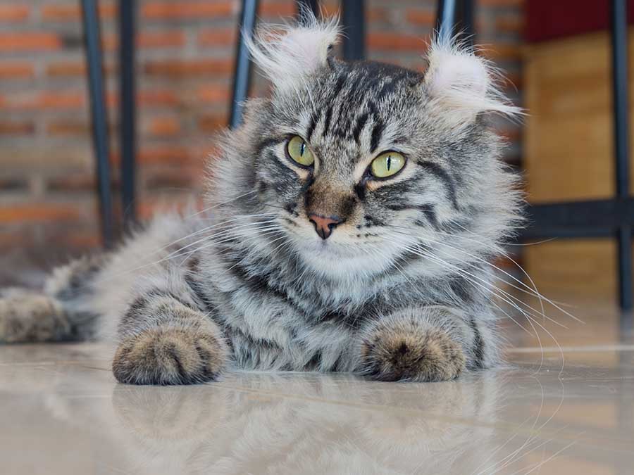 American Curl Cat Personality