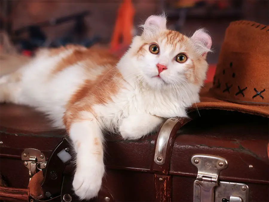 American Curl on a suitcase