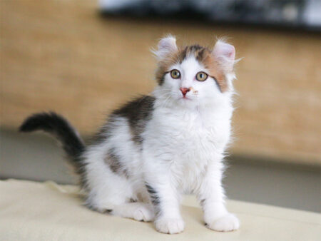 American Curl kitten