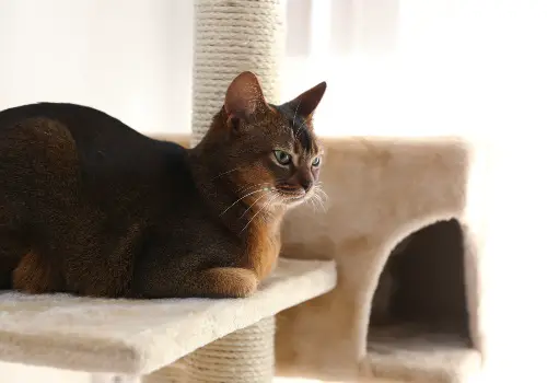 An indoor cat