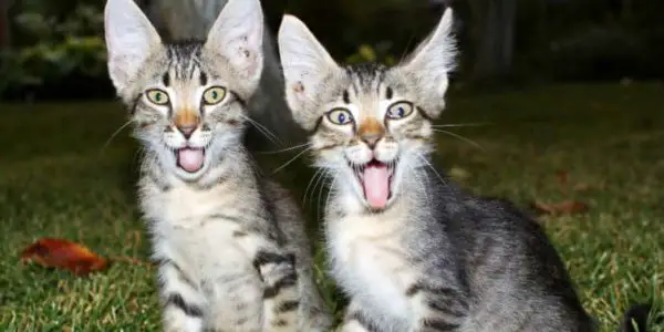 Are cats ticklish?