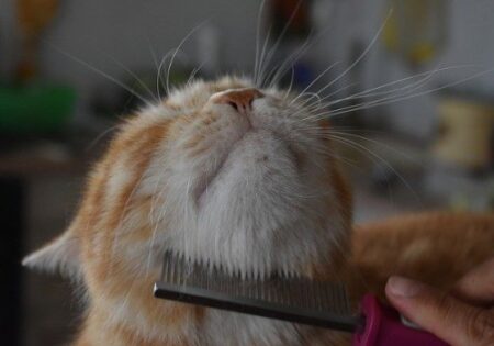 Baby brushing a cat