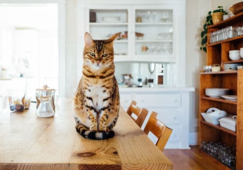 Bad cat on the kitchen table