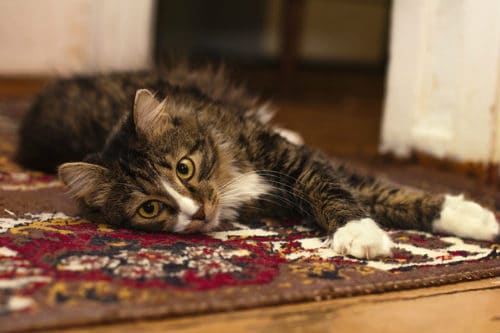 Urination Tribulations: How to Stop Cats From Peeing on Carpet