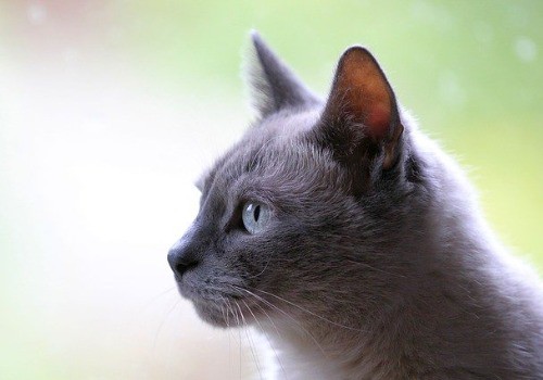 Beautiful grey cat