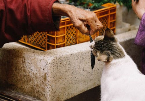 Benefits of sardines for cats