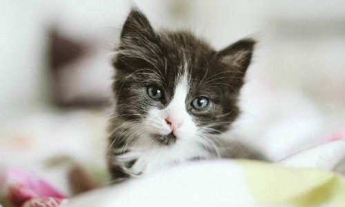 Black and white kitten