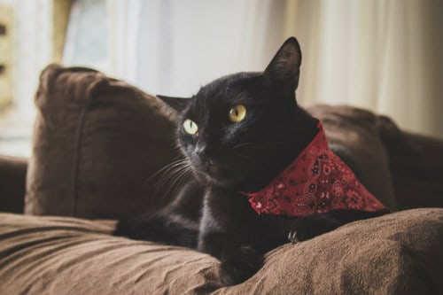 Black cat is a bossy cat on the sofa