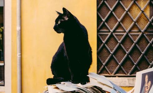 Black cat in front of yellow wall