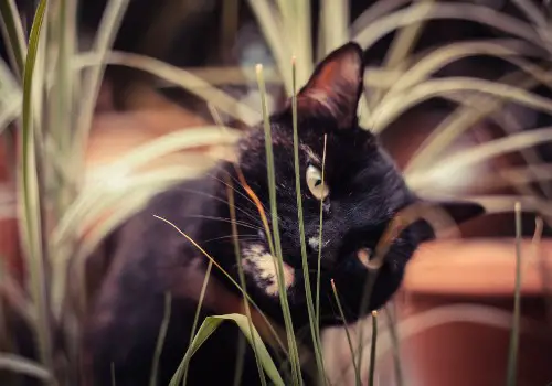 Black cat is eating plants