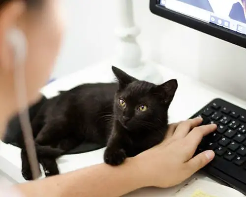 Black cat laying next to his owner's keyboard