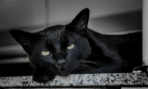 Black cat leaning on ceramic tile during daytime