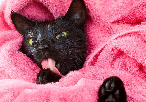 Black cat is licking after the bath