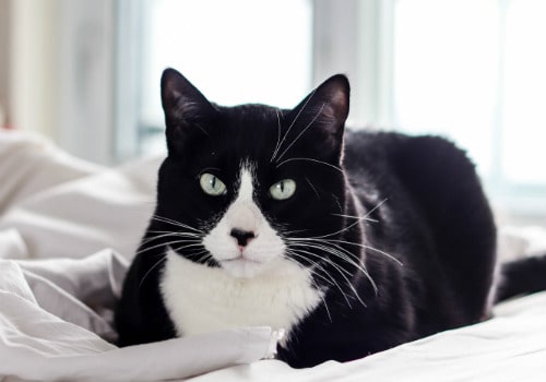 Fulfilling the Stereotype: Why Do Cats Loaf?