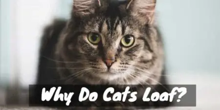 Cat Loafing: The Surprising Reasons Behind It