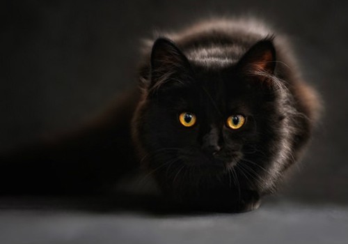 Black shade loafing in the shadows