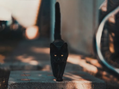 Black cat with his tail up meandering down the street