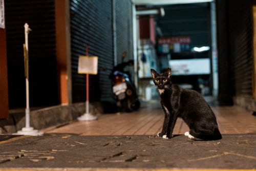 No Map Needed: How Do Cats Find Their Way Home?