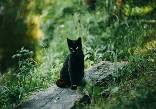 Black cat inspecting an area near a plant