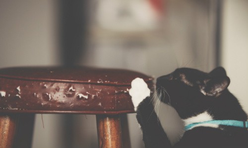 Claws for Concern: How to Keep Cats From Scratching Furniture