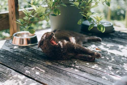 Black cat yawning while laying on the black wooden floor