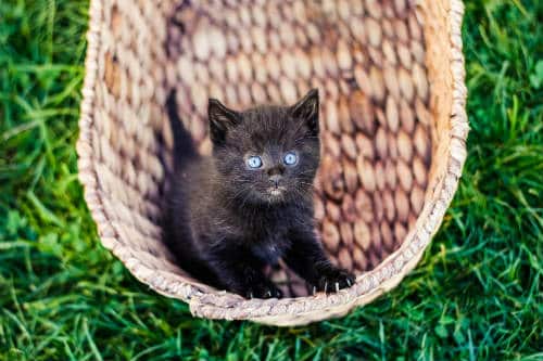 Black kitten in wicker basket