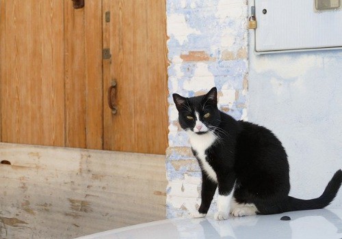 Black and white cat is sitting on a car