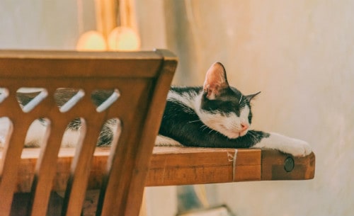 Black and white cat on the table