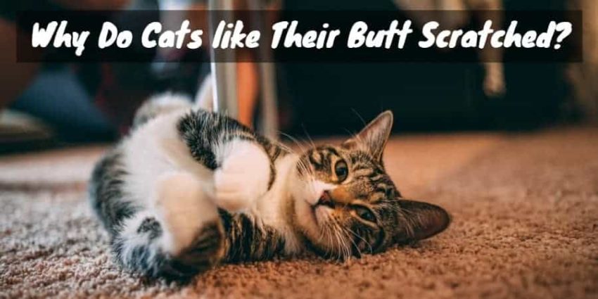 Why do cats like their lower back rubbed