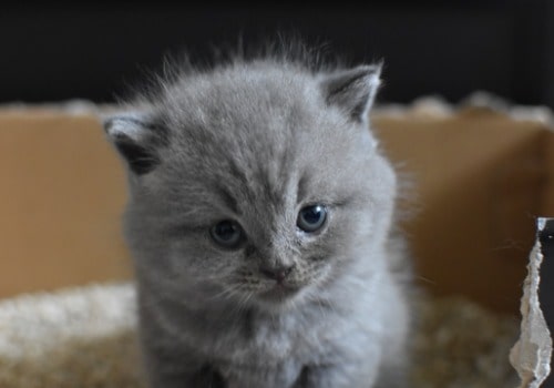 Curious cat exploring a soon-to-be blue litter box