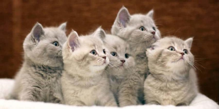 A litter of British kittens