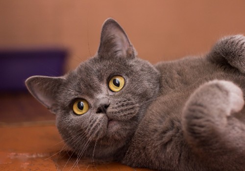 A British shorthair cat